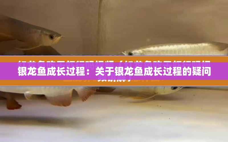 銀龍魚成長過程：關(guān)于銀龍魚成長過程的疑問 水族問答