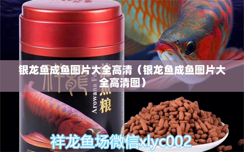 銀龍魚成魚圖片大全高清（銀龍魚成魚圖片大全高清圖）