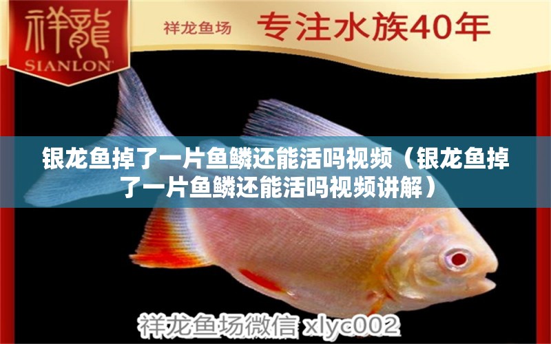 銀龍魚掉了一片魚鱗還能活嗎視頻（銀龍魚掉了一片魚鱗還能活嗎視頻講解） 銀龍魚