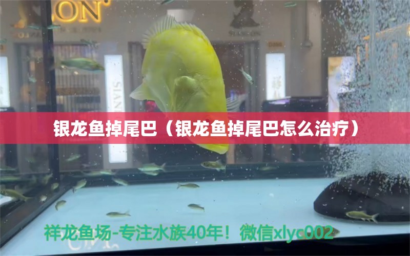 銀龍魚(yú)掉尾巴（銀龍魚(yú)掉尾巴怎么治療） 銀龍魚(yú)