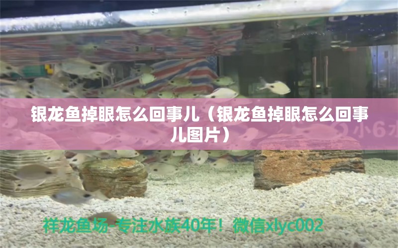 銀龍魚掉眼怎么回事兒（銀龍魚掉眼怎么回事兒圖片） 銀龍魚