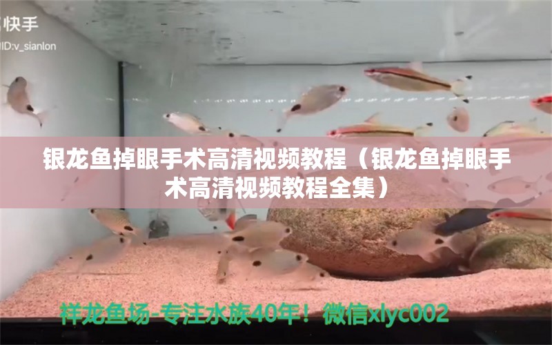 銀龍魚掉眼手術(shù)高清視頻教程（銀龍魚掉眼手術(shù)高清視頻教程全集）