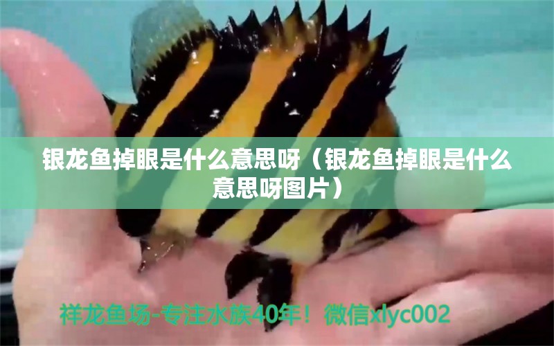 銀龍魚掉眼是什么意思呀（銀龍魚掉眼是什么意思呀圖片） 銀龍魚