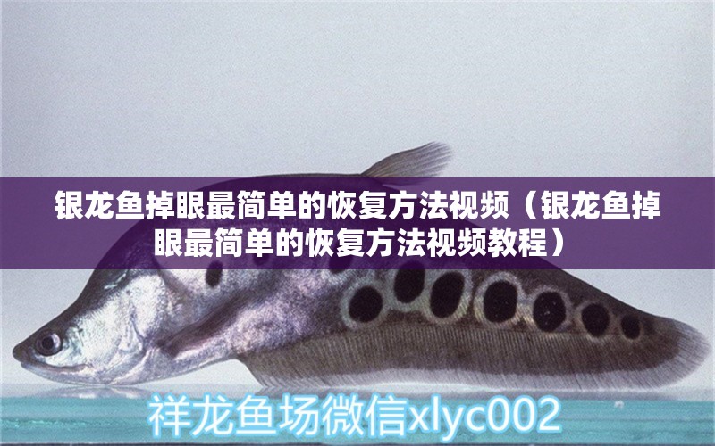 銀龍魚掉眼最簡單的恢復(fù)方法視頻（銀龍魚掉眼最簡單的恢復(fù)方法視頻教程） 銀龍魚