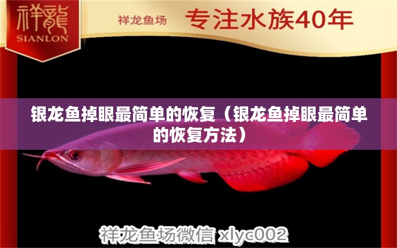 銀龍魚掉眼最簡(jiǎn)單的恢復(fù)（銀龍魚掉眼最簡(jiǎn)單的恢復(fù)方法） 銀龍魚