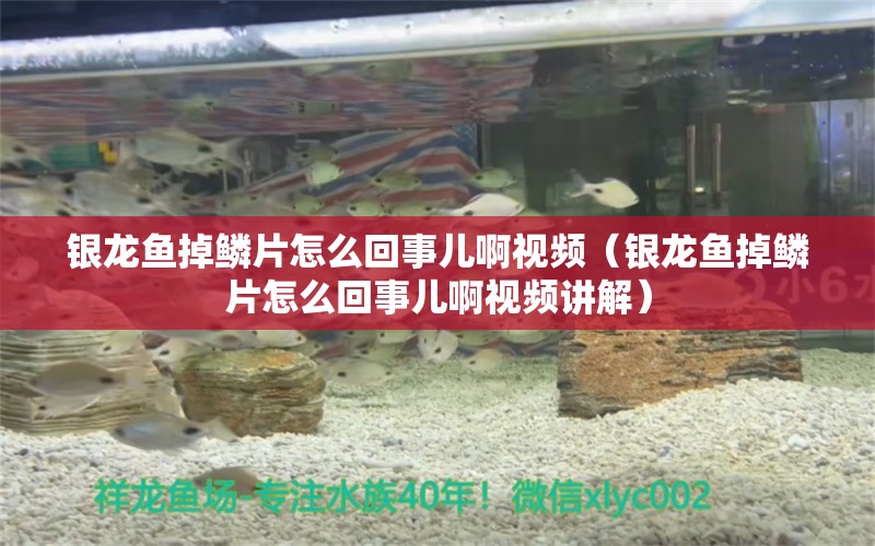 銀龍魚(yú)掉鱗片怎么回事兒啊視頻（銀龍魚(yú)掉鱗片怎么回事兒啊視頻講解） 銀龍魚(yú)