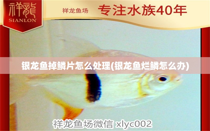 銀龍魚掉鱗片怎么處理(銀龍魚爛鱗怎么辦) 銀龍魚百科 第1張