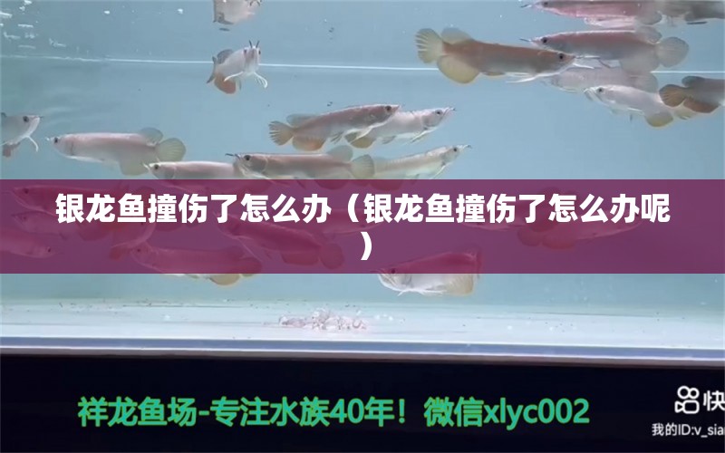 銀龍魚撞傷了怎么辦（銀龍魚撞傷了怎么辦呢） 銀龍魚