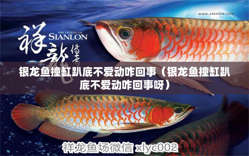 銀龍魚撞缸趴底不愛動咋回事（銀龍魚撞缸趴底不愛動咋回事呀）