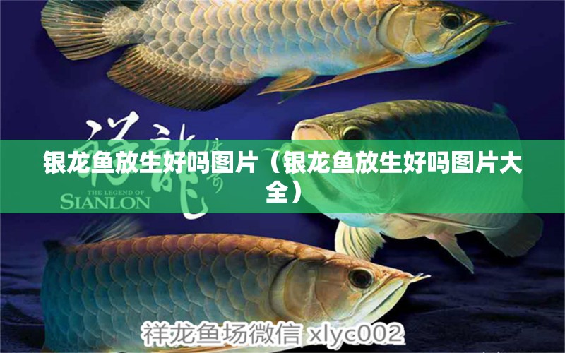 銀龍魚(yú)放生好嗎圖片（銀龍魚(yú)放生好嗎圖片大全） 銀龍魚(yú)