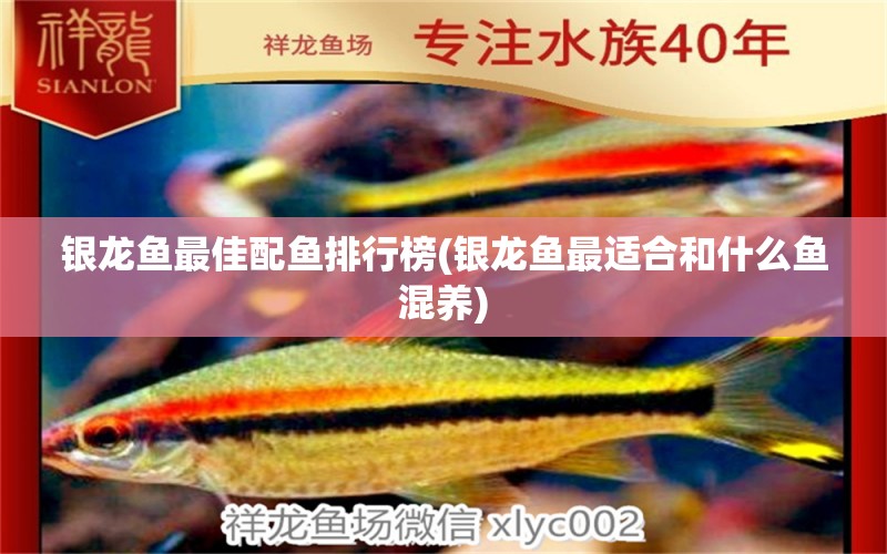 銀龍魚最佳配魚排行榜(銀龍魚最適合和什么魚混養(yǎng)) 銀龍魚