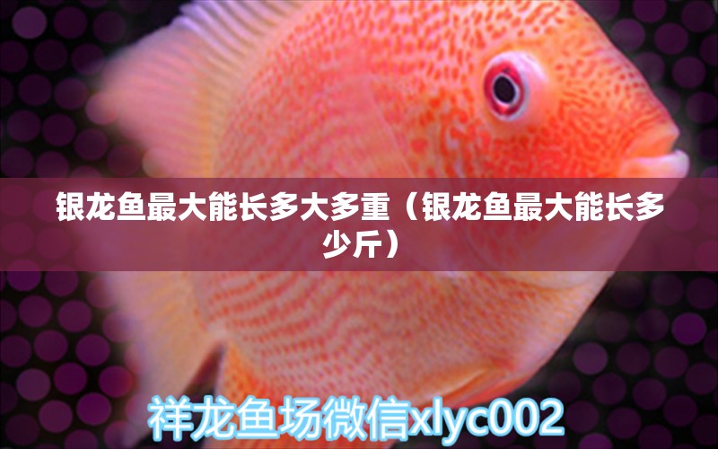 銀龍魚最大能長多大多重（銀龍魚最大能長多少斤）