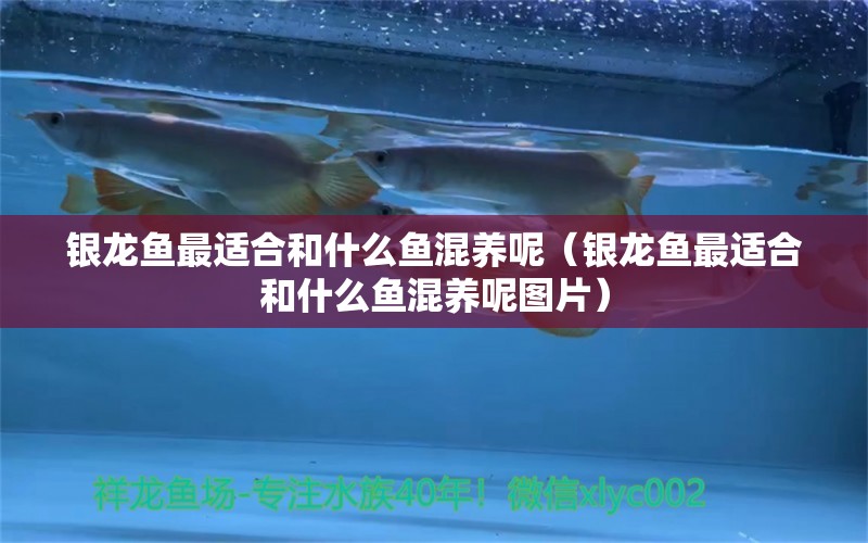 銀龍魚最適合和什么魚混養(yǎng)呢（銀龍魚最適合和什么魚混養(yǎng)呢圖片） 銀龍魚