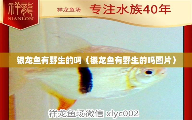 銀龍魚有野生的嗎（銀龍魚有野生的嗎圖片）