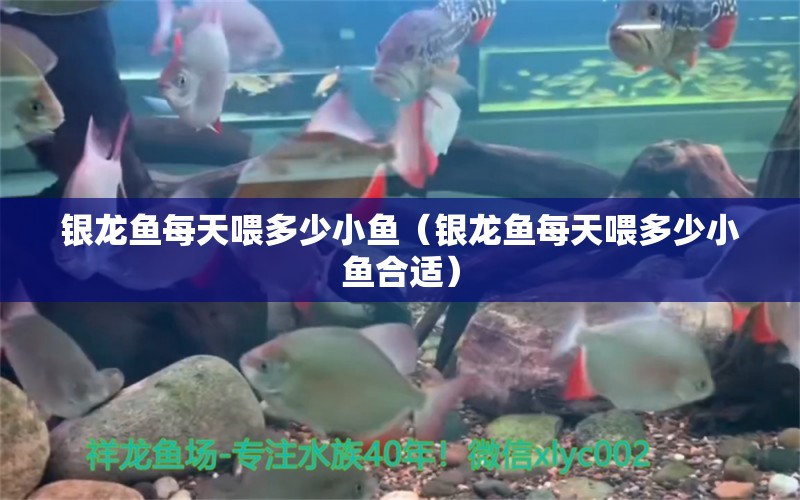 銀龍魚每天喂多少小魚（銀龍魚每天喂多少小魚合適） 銀龍魚