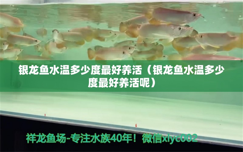 銀龍魚水溫多少度最好養(yǎng)活（銀龍魚水溫多少度最好養(yǎng)活呢） 銀龍魚