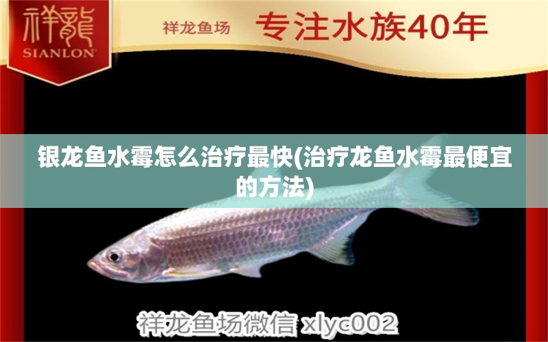 銀龍魚水霉怎么治療最快(治療龍魚水霉最便宜的方法)