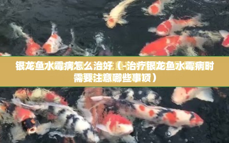 銀龍魚(yú)水霉病怎么治好（-治療銀龍魚(yú)水霉病時(shí)需要注意哪些事項(xiàng)） 水族問(wèn)答 第1張