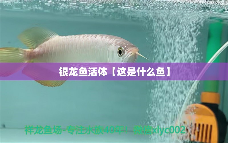 銀龍魚活體【這是什么魚】 銀龍魚