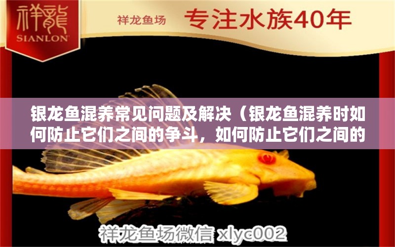 銀龍魚混養(yǎng)常見問(wèn)題及解決（銀龍魚混養(yǎng)時(shí)如何防止它們之間的爭(zhēng)斗，如何防止它們之間的爭(zhēng)斗） 水族問(wèn)答 第1張