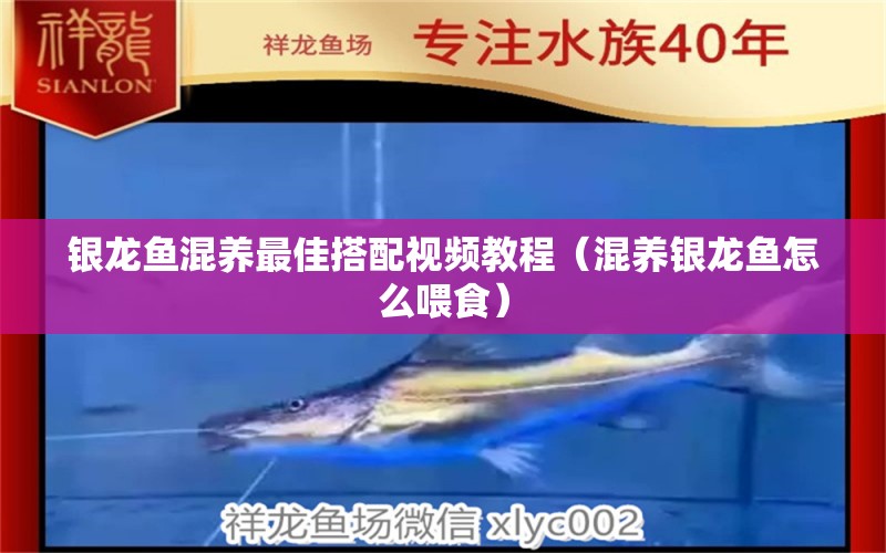 銀龍魚(yú)混養(yǎng)最佳搭配視頻教程（混養(yǎng)銀龍魚(yú)怎么喂食） 銀龍魚(yú)