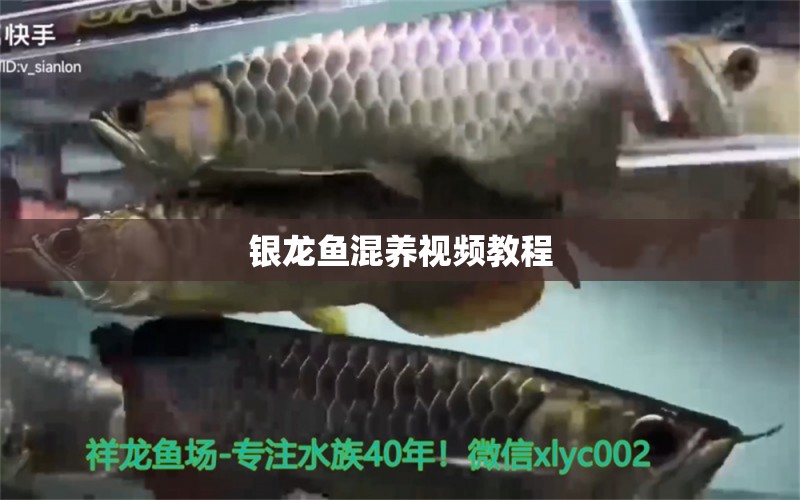 銀龍魚混養(yǎng)視頻教程