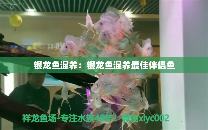 銀龍魚混養(yǎng)：銀龍魚混養(yǎng)最佳伴侶魚