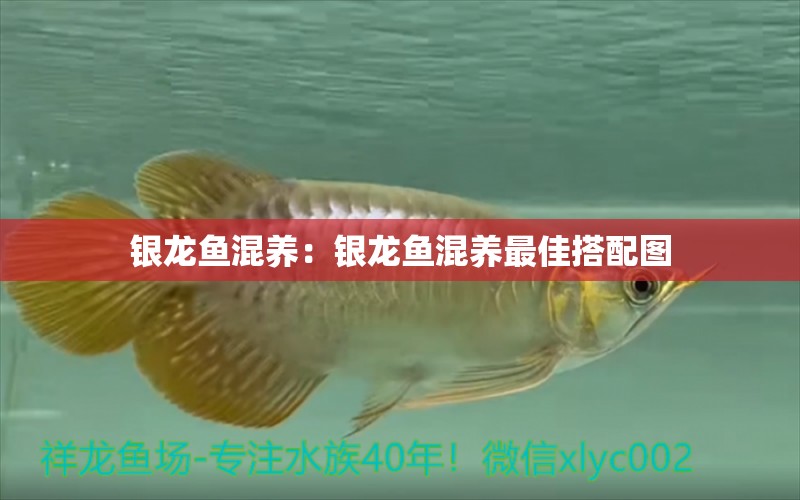 銀龍魚混養(yǎng)：銀龍魚混養(yǎng)最佳搭配圖