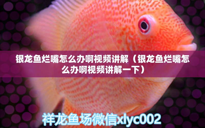 銀龍魚爛嘴怎么辦啊視頻講解（銀龍魚爛嘴怎么辦啊視頻講解一下） 銀龍魚