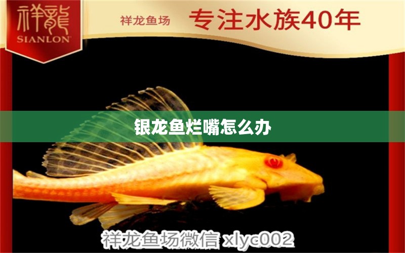 銀龍魚爛嘴怎么辦 銀龍魚