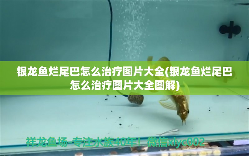 銀龍魚(yú)爛尾巴怎么治療圖片大全(銀龍魚(yú)爛尾巴怎么治療圖片大全圖解) 銀龍魚(yú)百科 第1張