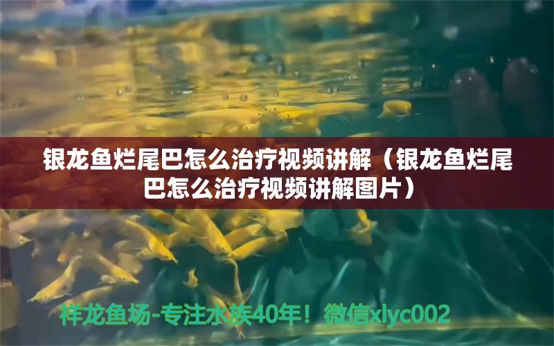 銀龍魚爛尾巴怎么治療視頻講解（銀龍魚爛尾巴怎么治療視頻講解圖片） 銀龍魚