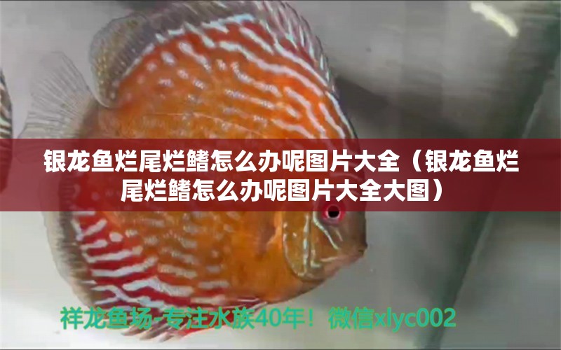 銀龍魚(yú)爛尾爛鰭怎么辦呢圖片大全（銀龍魚(yú)爛尾爛鰭怎么辦呢圖片大全大圖） 銀龍魚(yú)