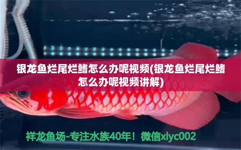 銀龍魚爛尾爛鰭怎么辦呢視頻(銀龍魚爛尾爛鰭怎么辦呢視頻講解) 銀龍魚