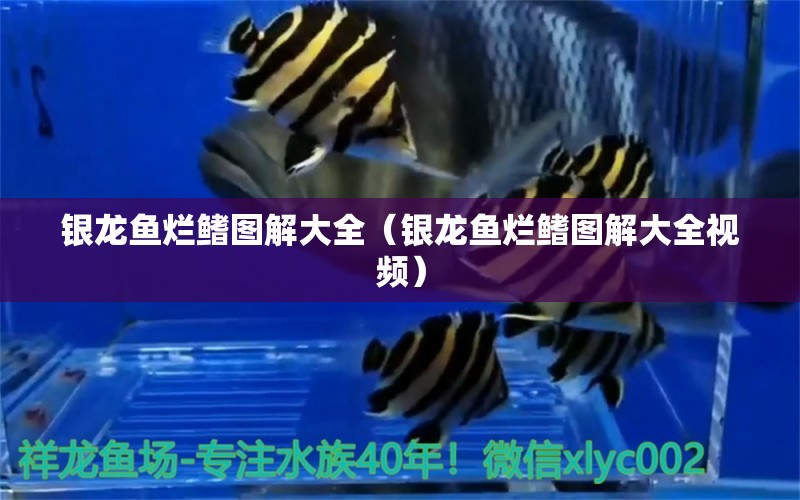 銀龍魚(yú)爛鰭圖解大全（銀龍魚(yú)爛鰭圖解大全視頻）