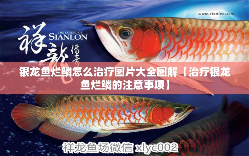 銀龍魚爛鱗怎么治療圖片大全圖解【治療銀龍魚爛鱗的注意事項(xiàng)】 水族問答 第1張