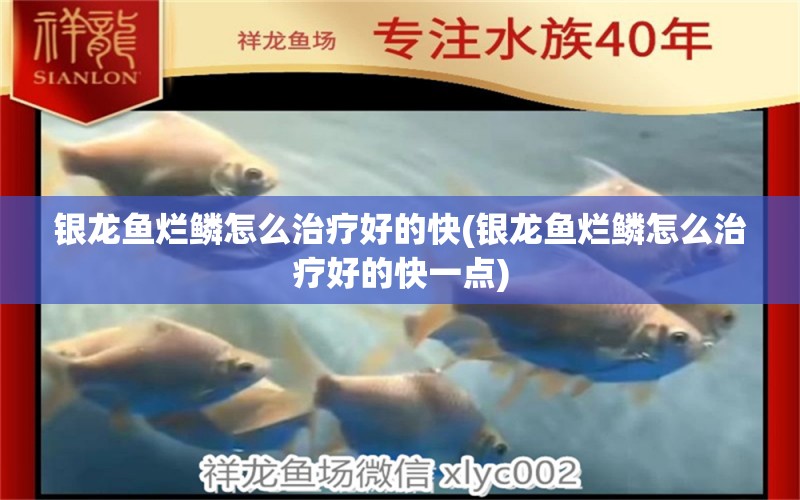 銀龍魚爛鱗怎么治療好的快(銀龍魚爛鱗怎么治療好的快一點(diǎn)) 銀龍魚