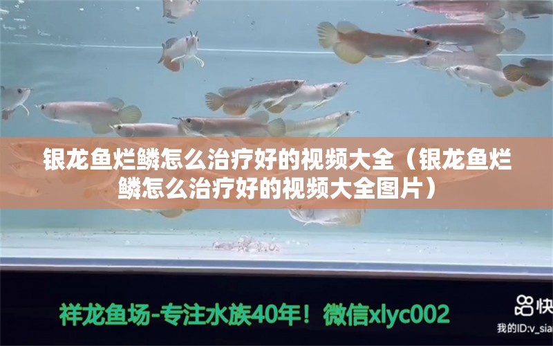 銀龍魚爛鱗怎么治療好的視頻大全（銀龍魚爛鱗怎么治療好的視頻大全圖片） 銀龍魚