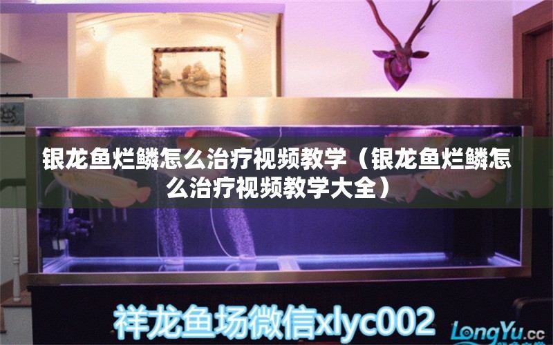 銀龍魚爛鱗怎么治療視頻教學(xué)（銀龍魚爛鱗怎么治療視頻教學(xué)大全） 銀龍魚