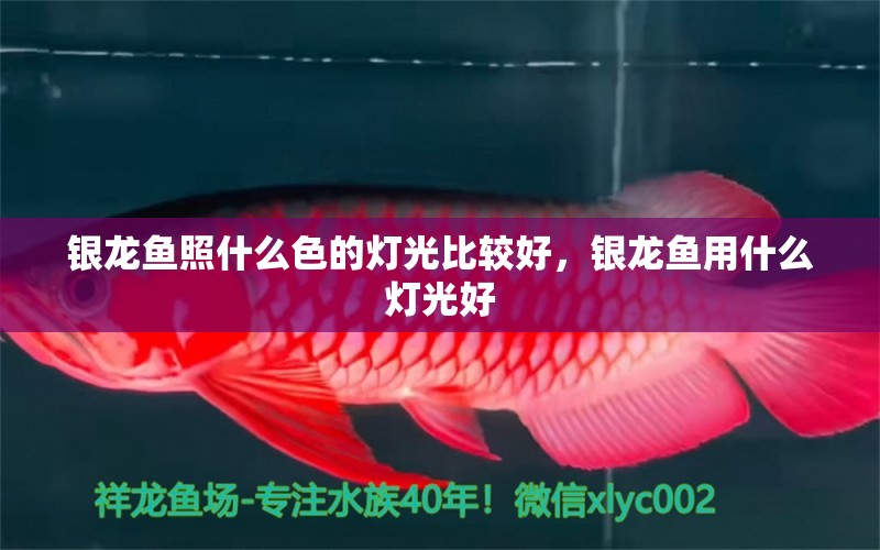 銀龍魚照什么色的燈光比較好，銀龍魚用什么燈光好