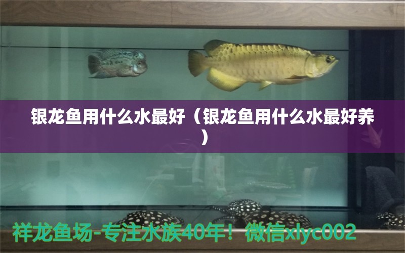 銀龍魚用什么水最好（銀龍魚用什么水最好養(yǎng)）