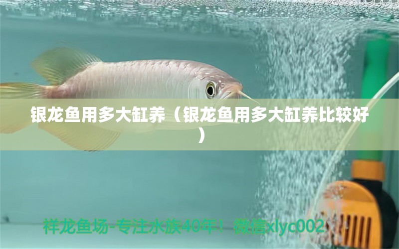 銀龍魚用多大缸養(yǎng)（銀龍魚用多大缸養(yǎng)比較好）