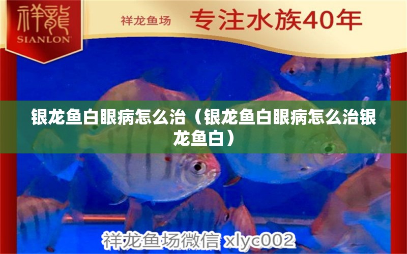 銀龍魚白眼病怎么治（銀龍魚白眼病怎么治銀龍魚白）