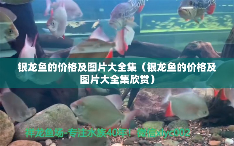 銀龍魚(yú)的價(jià)格及圖片大全集（銀龍魚(yú)的價(jià)格及圖片大全集欣賞） 銀龍魚(yú)