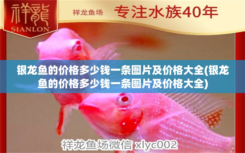 銀龍魚的價(jià)格多少錢一條圖片及價(jià)格大全(銀龍魚的價(jià)格多少錢一條圖片及價(jià)格大全) 銀龍魚百科 第1張