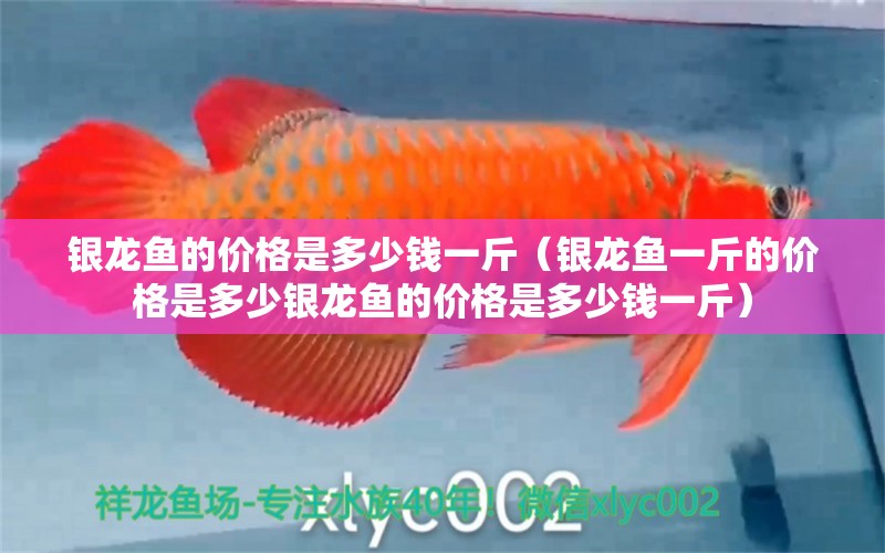 銀龍魚的價(jià)格是多少錢一斤（銀龍魚一斤的價(jià)格是多少銀龍魚的價(jià)格是多少錢一斤） 水族問答 第2張