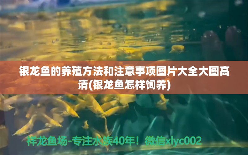 銀龍魚的養(yǎng)殖方法和注意事項圖片大全大圖高清(銀龍魚怎樣飼養(yǎng)) 銀龍魚百科 第1張