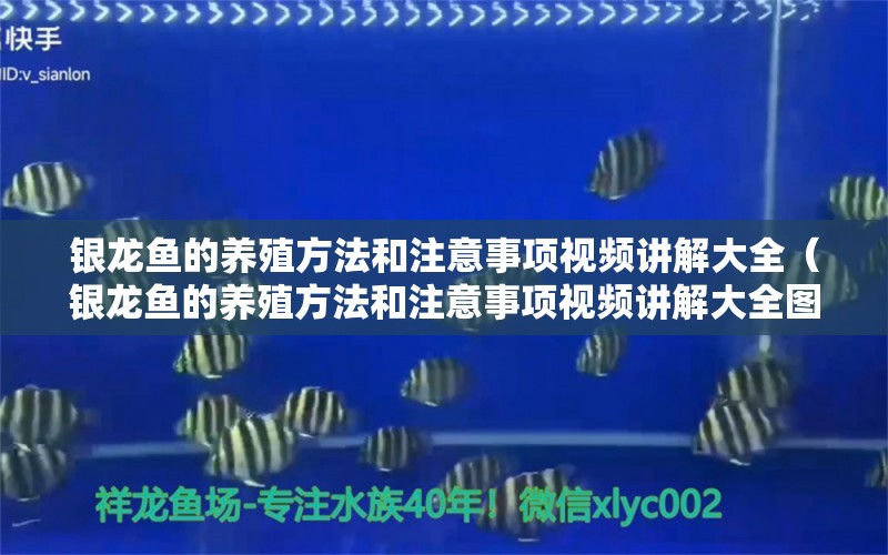 銀龍魚的養(yǎng)殖方法和注意事項(xiàng)視頻講解大全（銀龍魚的養(yǎng)殖方法和注意事項(xiàng)視頻講解大全圖片）