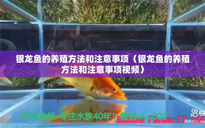 銀龍魚的養(yǎng)殖方法和注意事項(xiàng)（銀龍魚的養(yǎng)殖方法和注意事項(xiàng)視頻） 銀龍魚