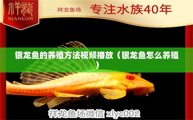 銀龍魚(yú)的養(yǎng)殖方法視頻播放（銀龍魚(yú)怎么養(yǎng)殖） 銀龍魚(yú)百科 第1張